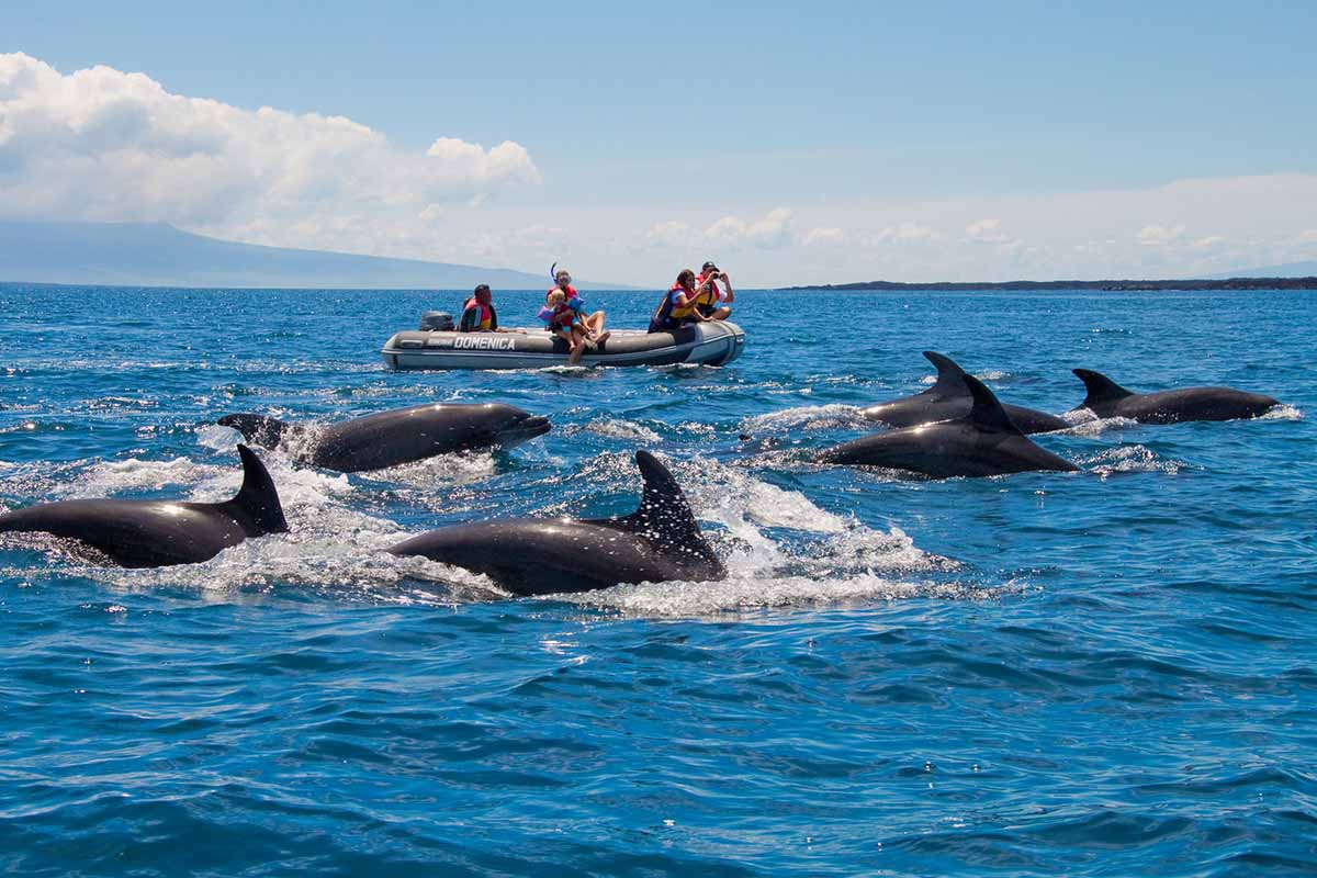 Darwin Island Galapagos Dolphins