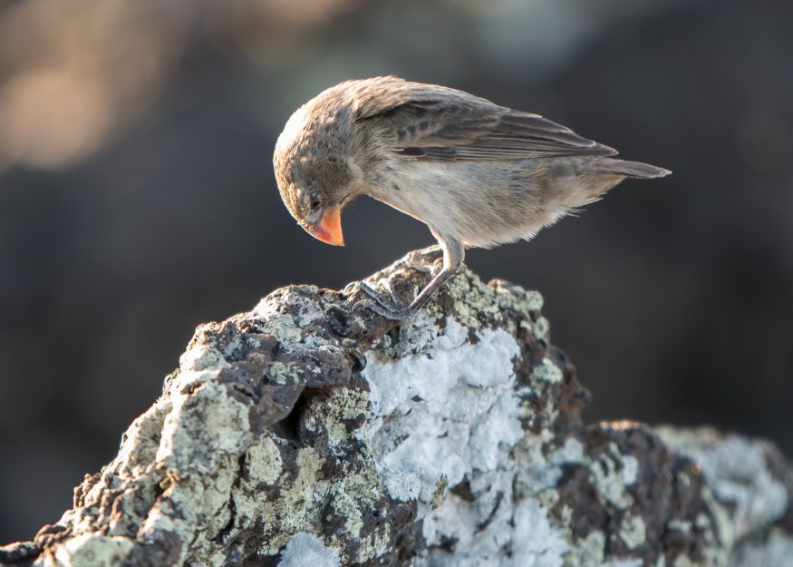 Finch - Galapagos Island - Canva - O'Brien