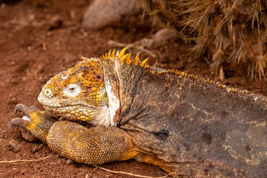 Galapagos - Yellow land Iguana