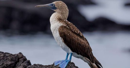 xr:d:DAFR72nYK08:3,j:40917183320,t:22111415