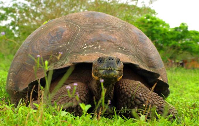 GPS-Giant-Tortoises