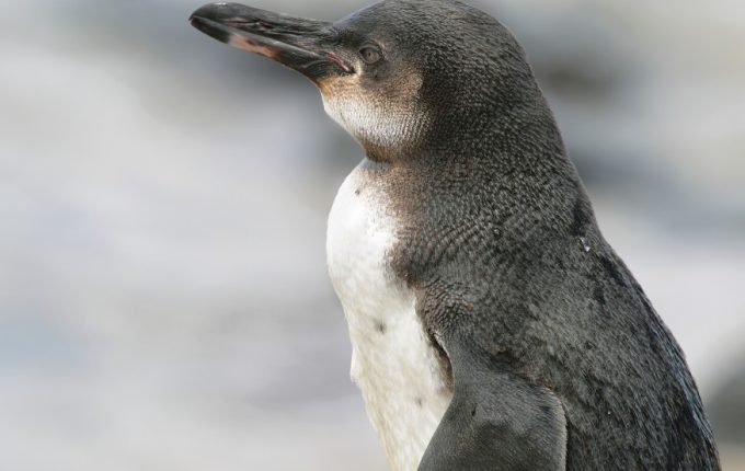 Galapagos Penguins - Canva - Oksana Latysheva