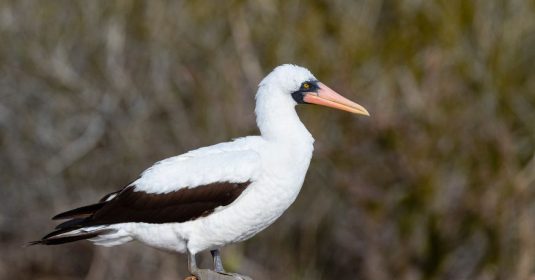 Nazca Booby - Galapagos Island - Canva - pchoui