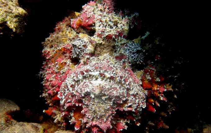 ReefStonefish - Galapagos - LauraDin
