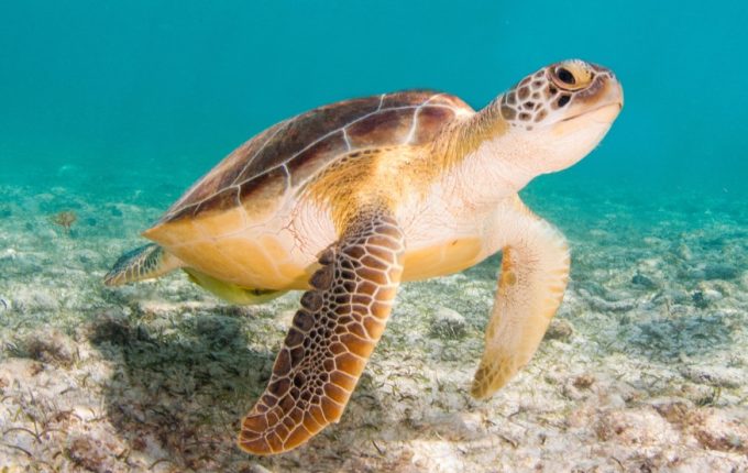 Sea Turtle - Galapagos - Canva - Irene Corti