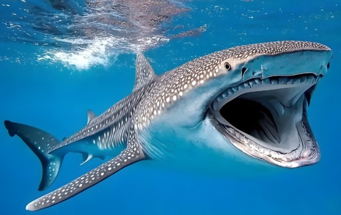 Whale Shark - Galapagos - Canva - Oksana Latysheva