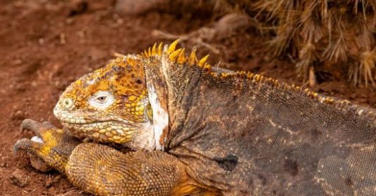 Galapagos - Yellow land Iguana