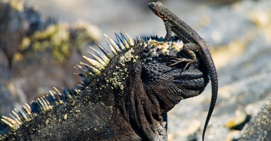 marine iguana with lizard