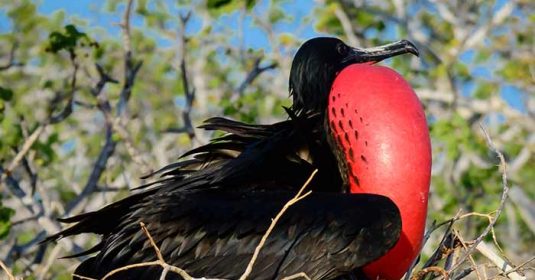 north-seymour-island-galapagos-frigate