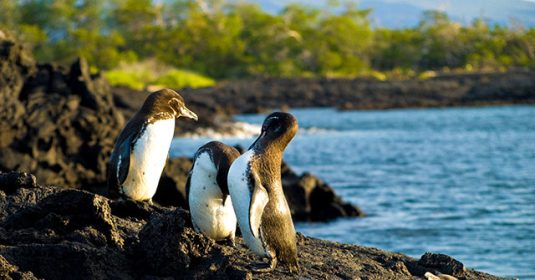 penguins galapagos